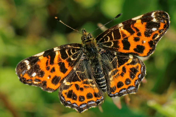 Turuncu kelebek makro — Stok fotoğraf