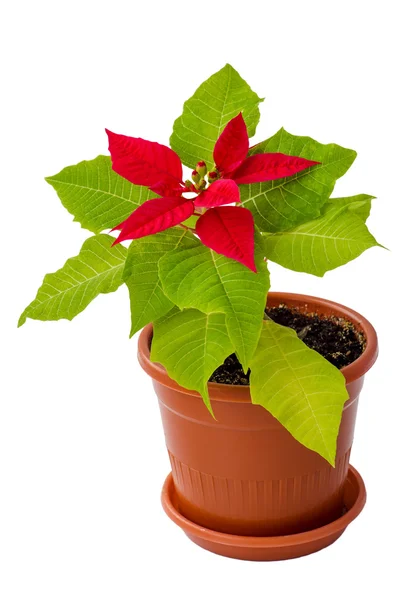 La planta de poinsettia — Foto de Stock