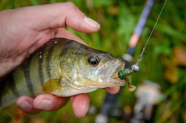 Peixe poleiro no gancho — Fotografia de Stock