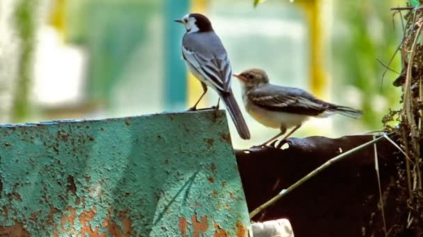 A bird feeds her chick — Stock Video