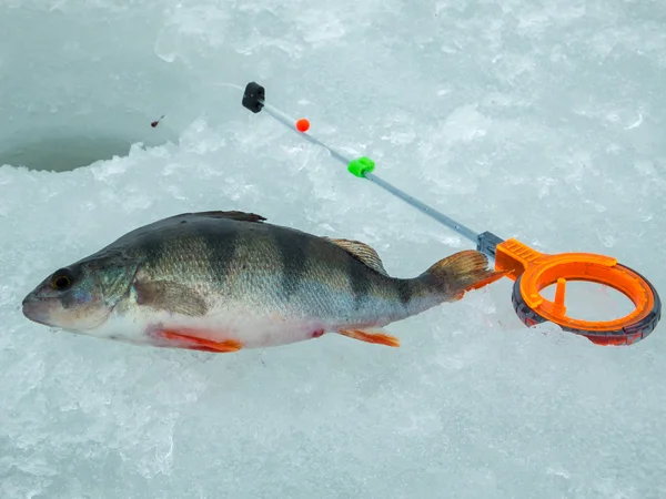 Pesca no gelo na Rússia — Fotografia de Stock