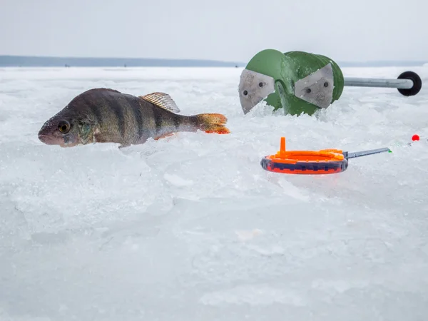 Pesca con hielo en Rusia — Foto de Stock