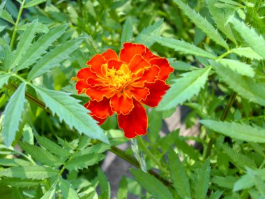 Baharda bahçe çiçekleri