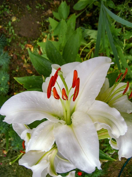 Flor Lily branco perfumado — Fotografia de Stock