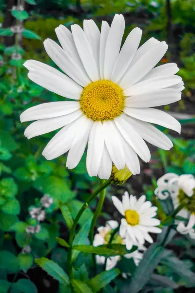 Garden flowers in spring — Stock Photo, Image