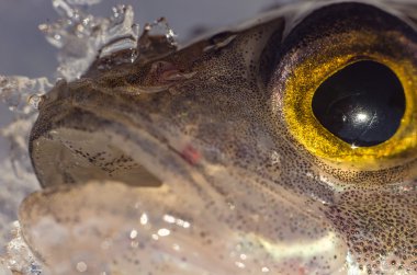 Levrek balık göz