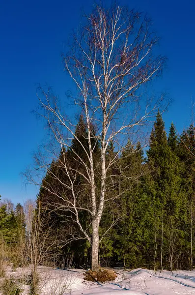 March spring forest — Stock Photo, Image