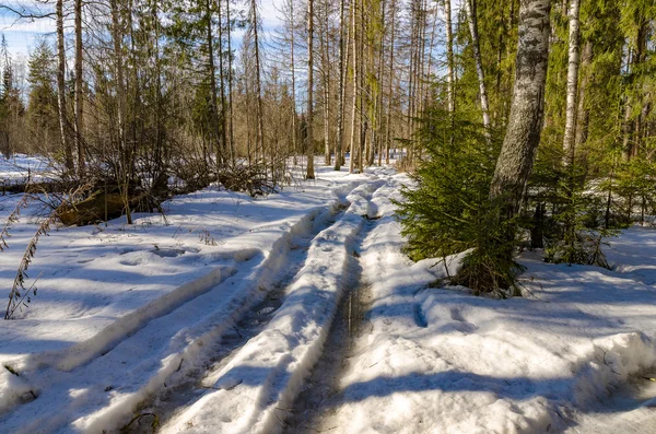 Early spring in forest — Stock Photo, Image