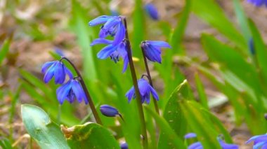 İlk bahar çiçekleri