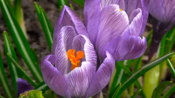 As primeiras flores de primavera — Vídeo de Stock