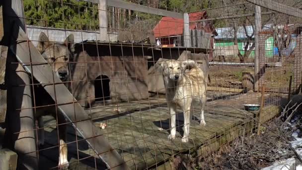 Honden in de grote kooi — Stockvideo