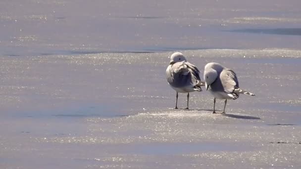 Goélands sur glace au printemps — Video