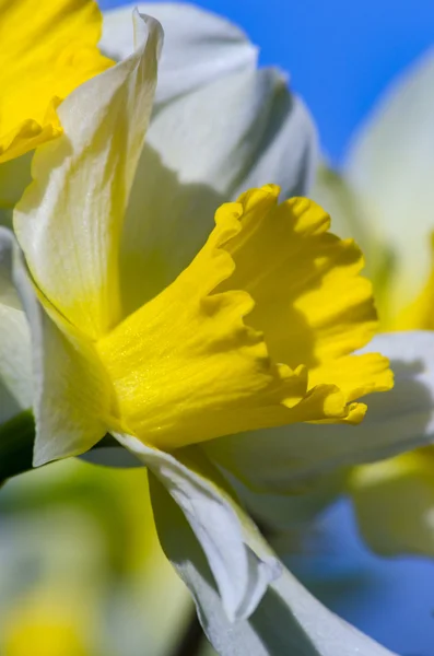 Narciss tavaszi virág — Stock Fotó