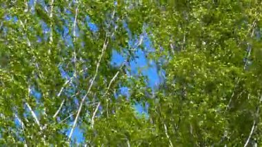 Rus birches bulmaya