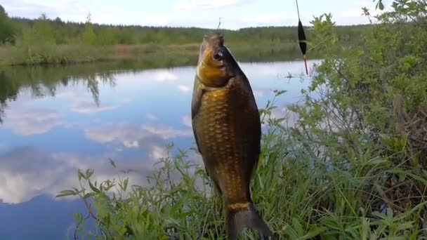 A carp on the hook — Stock Video