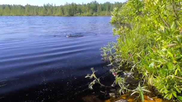 La pesca de la carpa el cebo — Vídeos de Stock