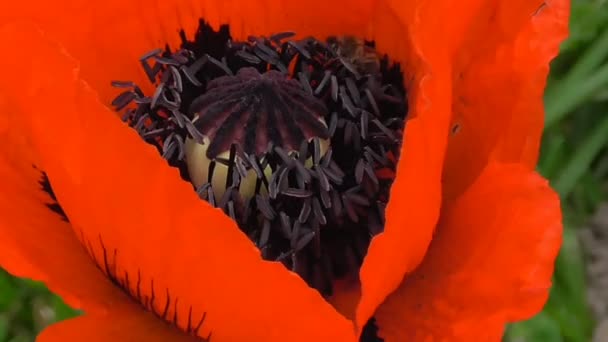 Bijen verzamelen nectar in de bloem van een rode papaver — Stockvideo