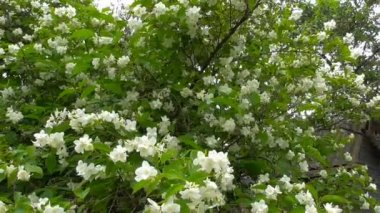 Bahçede Yasemin çiçek