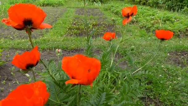 Les coquelicots rouges fleurissent dans le jardin — Video