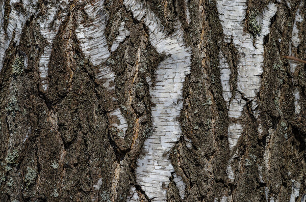 Структура, фон березовой коры
