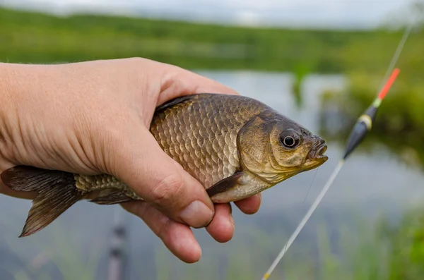 Karas en las manos — Foto de Stock