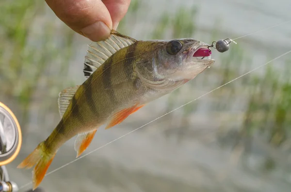 Perch on a jig