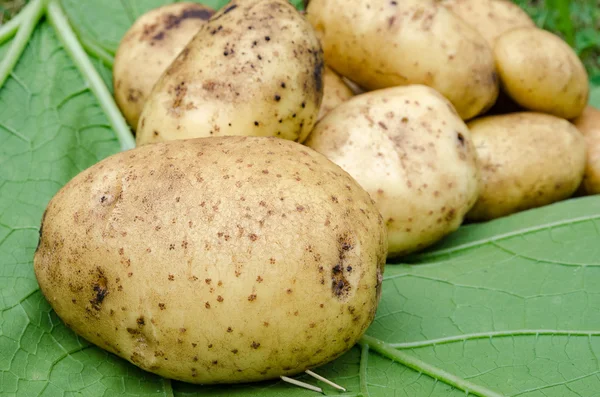 Kartoffeln Gemüsegarten — Stockfoto