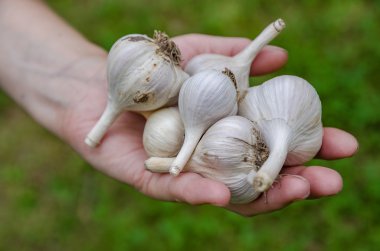 Sarımsak sebze bahçesi