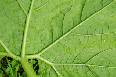 Yeşil yaprak deseni