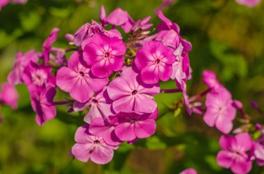 Çiğdem Bahçe çiçek