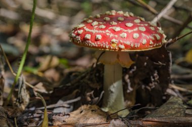 Ormanda mantarlar yetişir.