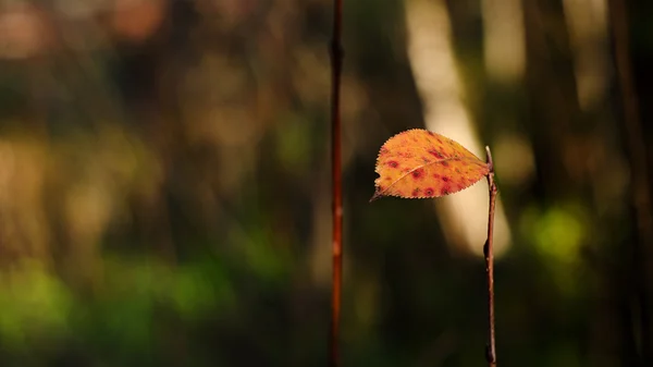 Lonely leaf in autumn — Stock Photo, Image