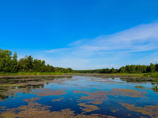 Paysage estival à la rivière — Photo