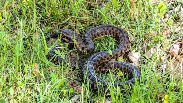 Snake on the grass — Stock Photo, Image