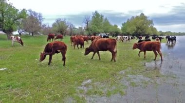 İnekler wyposa üzerine