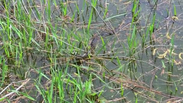 Una serpiente en la superficie del agua — Vídeo de stock