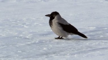 Buz Nehri'nin gri karga