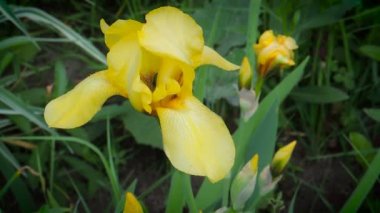 Bahçede çiçekler açar.