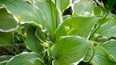 Bahçede çiçekler açar.