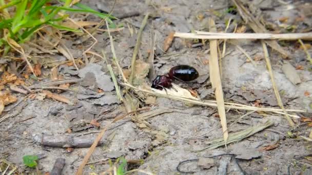 A formiga na floresta — Vídeo de Stock