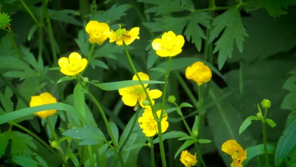 Blommor blommar i trädgården — Stockvideo