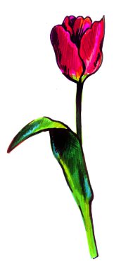 Kırmızı çiçek açan Lale