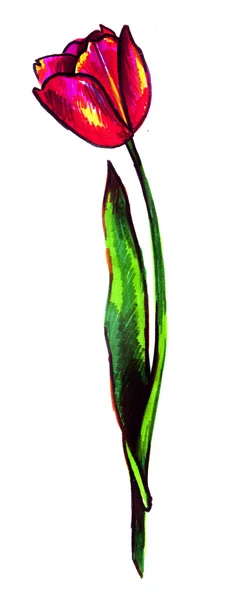 Kırmızı çiçek açan Lale