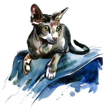 Sphynx kedi üzerinde mavi bir bez