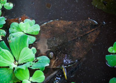 duckweed ve Atıksu kuru yaprak