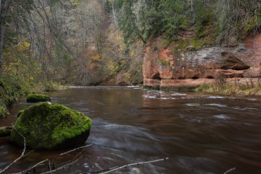 Cesis şehri, Letonya. Taşlar ve ağaçlarla dolu hızlı bir nehir. Doğal bitki. Seyahat fotoğrafı. 31.10.2020