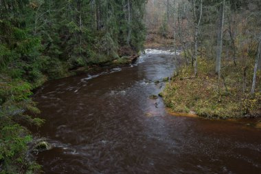 Cesis şehri, Letonya. Taşlar ve ağaçlarla dolu hızlı bir nehir. Doğal bitki. Seyahat fotoğrafı. 31.10.2020