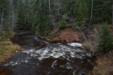 Cesis şehri, Letonya. Taşlar ve ağaçlarla dolu hızlı bir nehir. Doğal bitki. Seyahat fotoğrafı. 31.10.2020