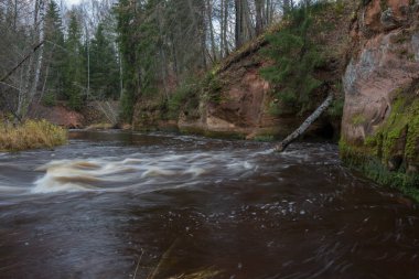 Cesis şehri, Letonya. Taşlar ve ağaçlarla dolu hızlı bir nehir. Doğal bitki. Seyahat fotoğrafı. 31.10.2020