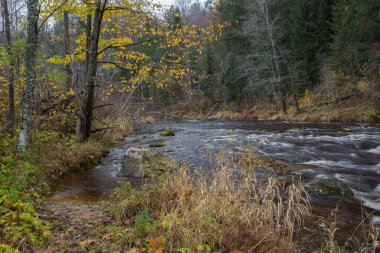 Cesis şehri, Letonya. Taşlar ve ağaçlarla dolu hızlı bir nehir. Doğal bitki. Seyahat fotoğrafı. 31.10.2020